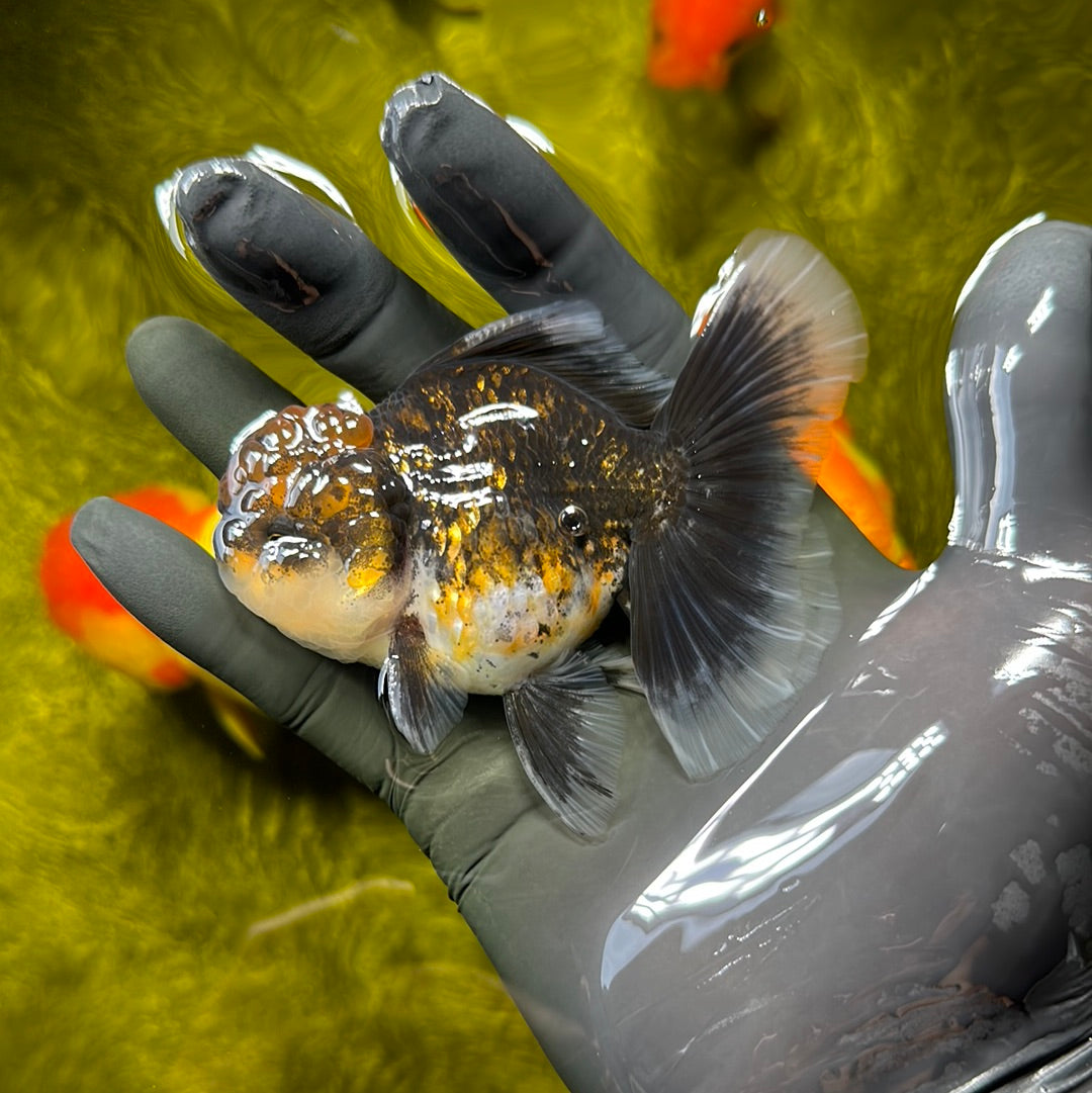 Lava Red Head Kirin Oranda Male 3.5 inches #0609OR_19