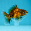 Tiger Oranda Male 3-3.5 inches #0728OR_23