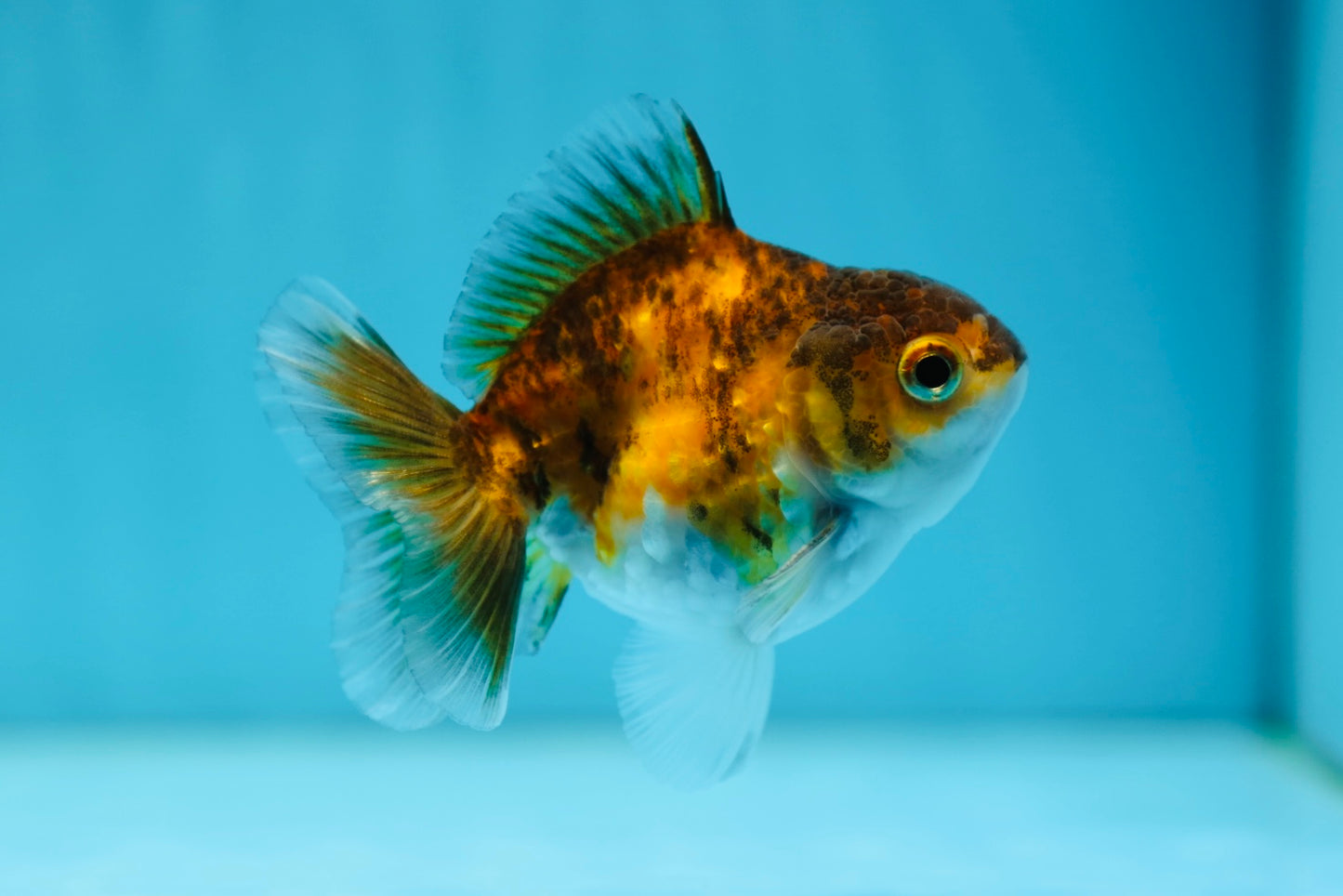 Oranda tigre macho de 3 a 3,5 pulgadas #0728OR_23