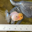 Lemonhead Granite Oranda Male 3.2-3.5 inches #0526OR_05