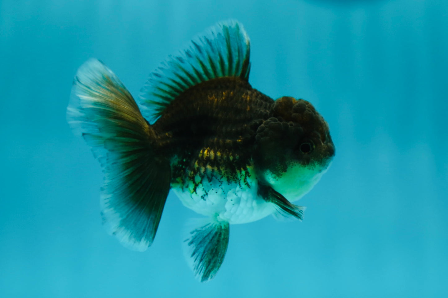 Dark Kirin Oranda Female 3.5 inches #0602OR_40