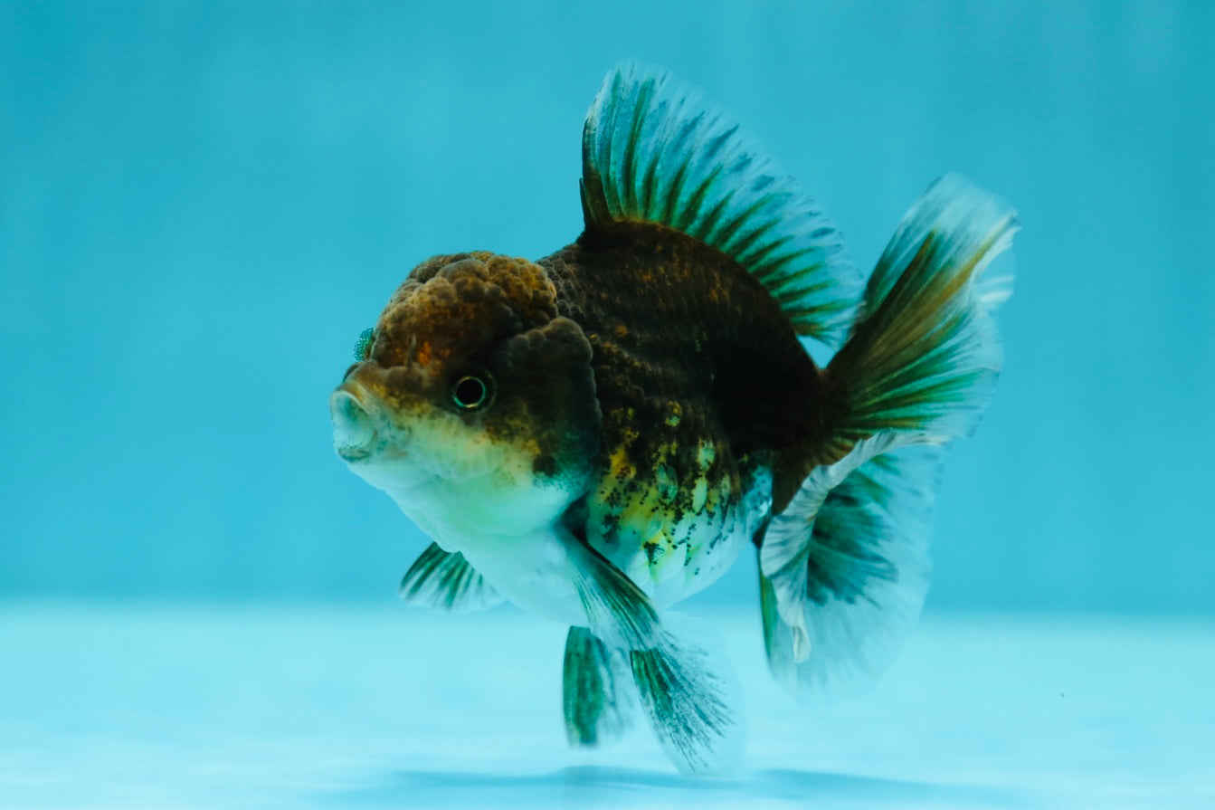 Dark Kirin Oranda Female 3.5 inches #0602OR_40