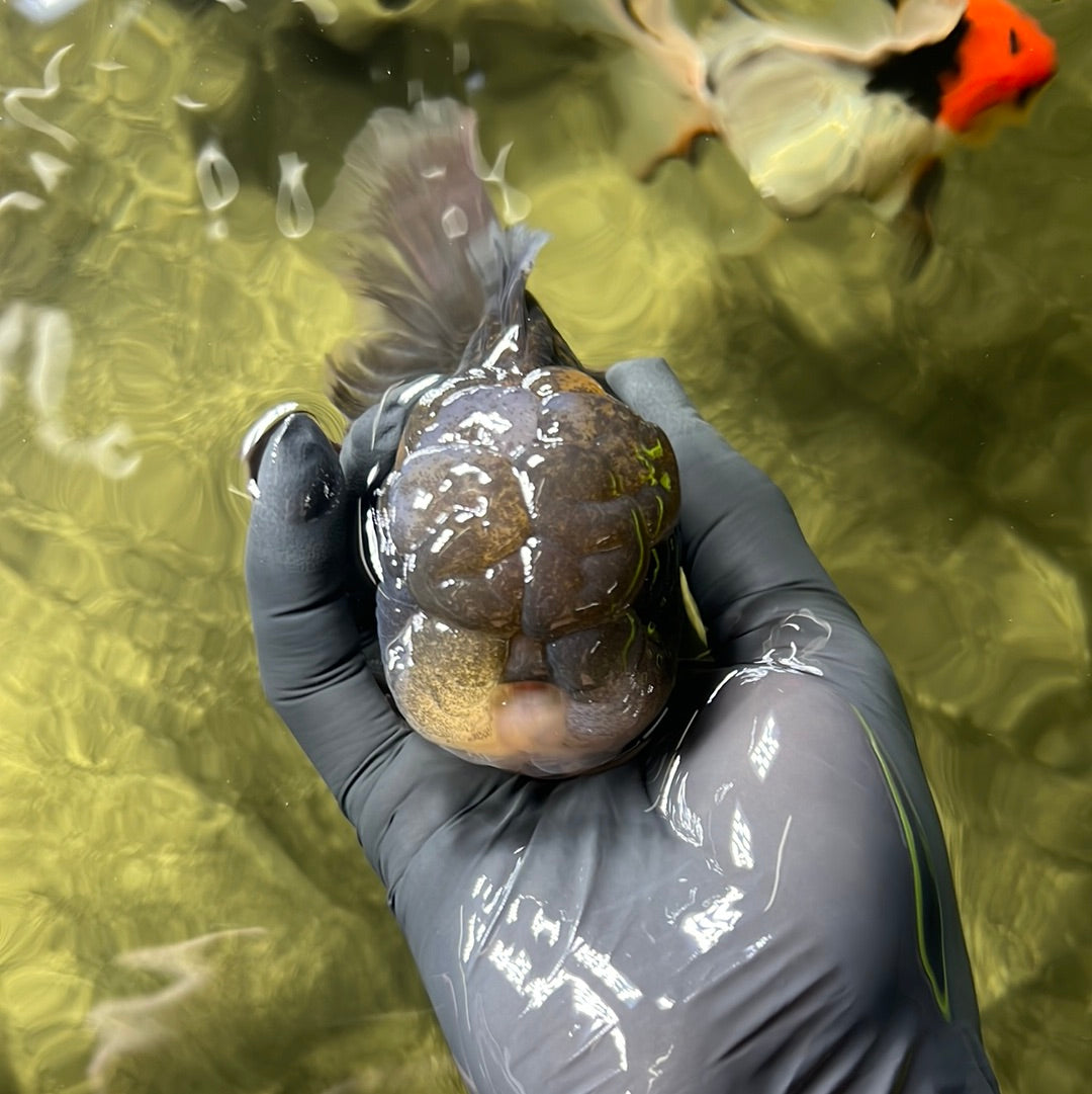 A Grade Kirin Oranda Male 4.5 inches #0428OR_22