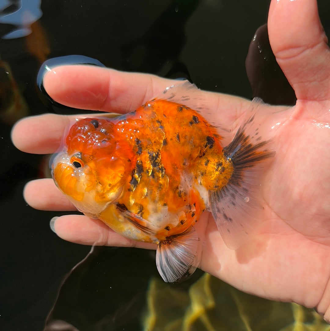 Tigre Yuanbao mâle de qualité AAA 3,5 à 4 pouces #0728YB_15