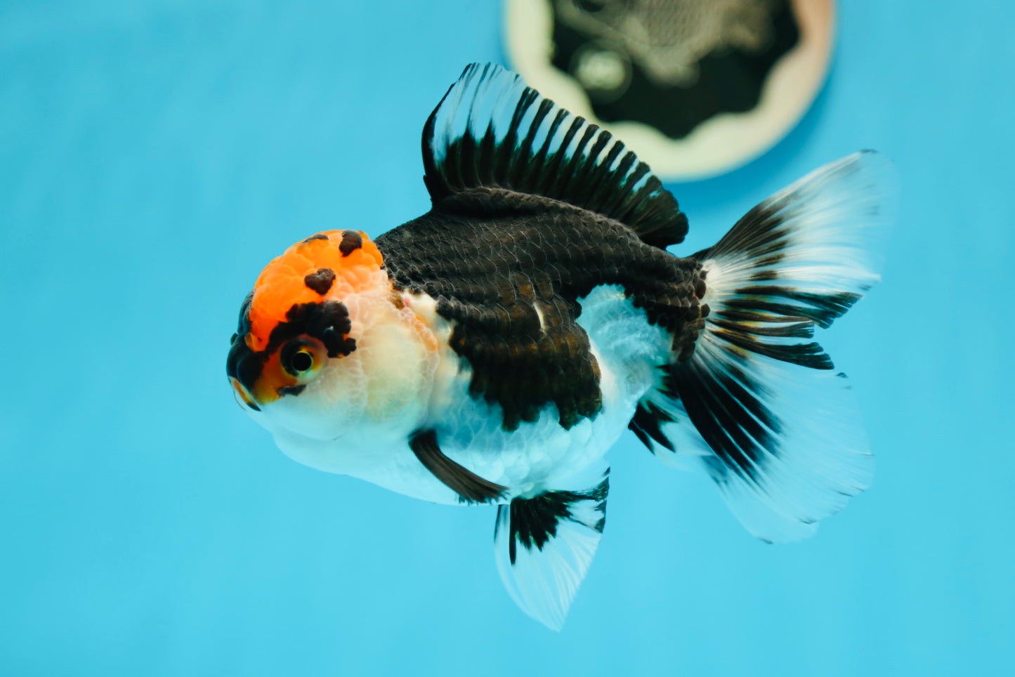 Oranda tricolor hembra de grado A de 5 pulgadas n.° 0629OR_02