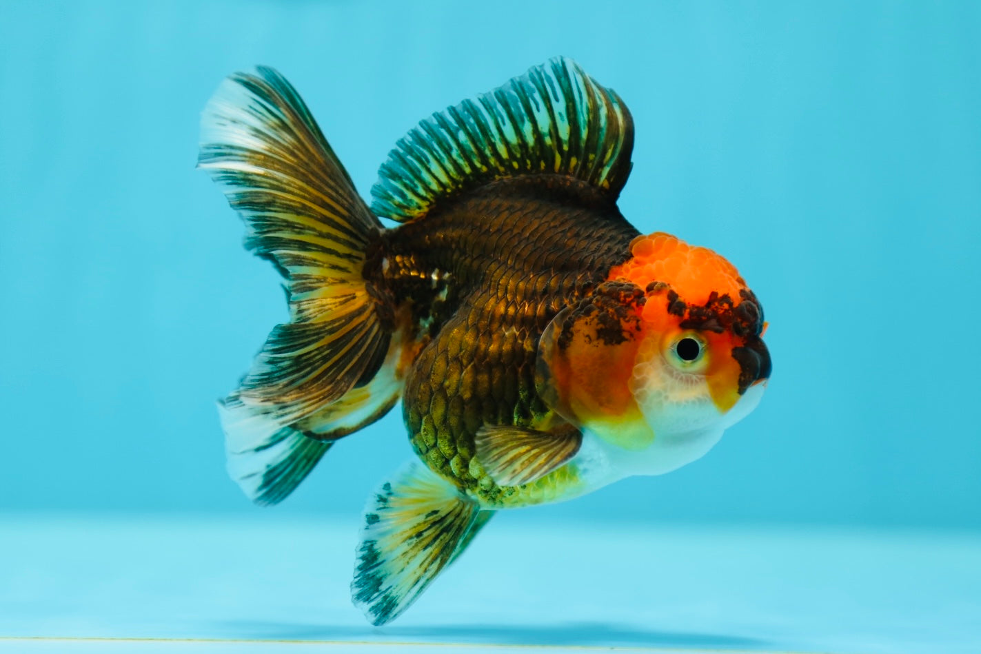 Tricolor Oranda Female 4 inches #0623OR_07