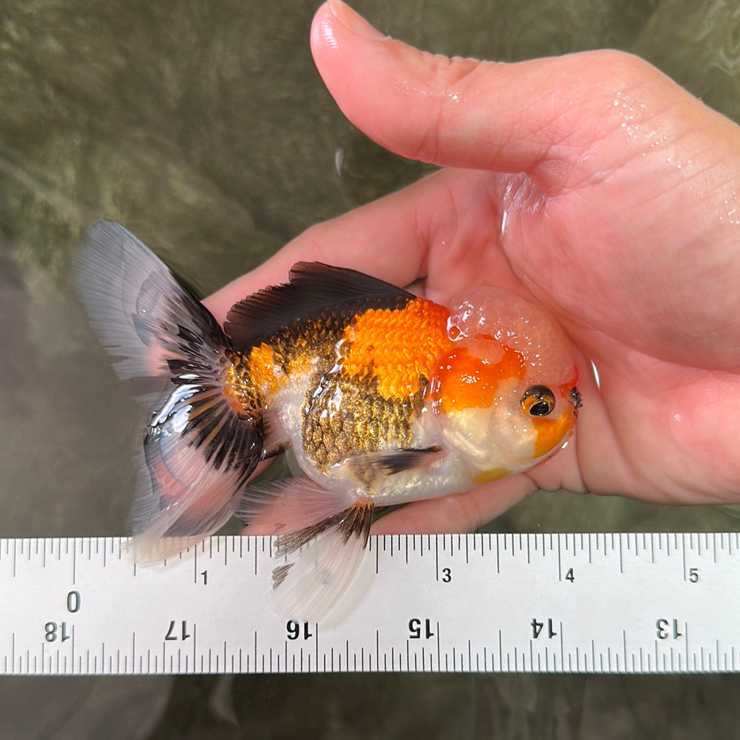 A Grade Tricolor Oranda Male 4 inches #0714OR_06