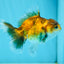 Tiger Oranda Female 4 inches #0721OR_27