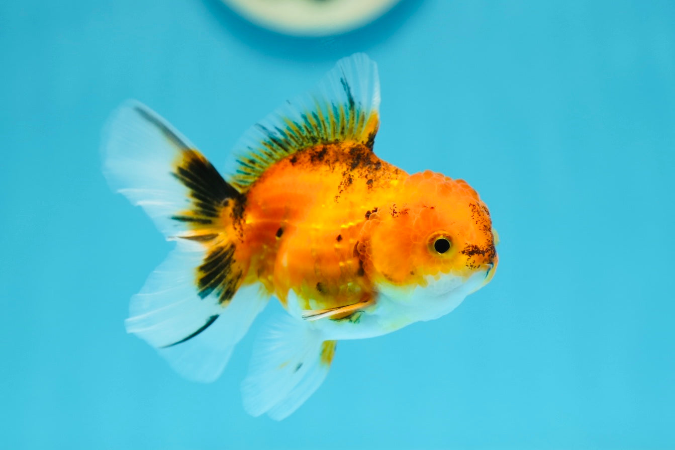 A Grade Tiger Thai Oranda Female 3.5 inches #0629OR_09