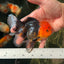 AAA Grade Red Head Tricolor Oranda Male 5 inches #0616_05