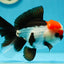 Tricolor Oranda Male 5 inches #0707OR_19