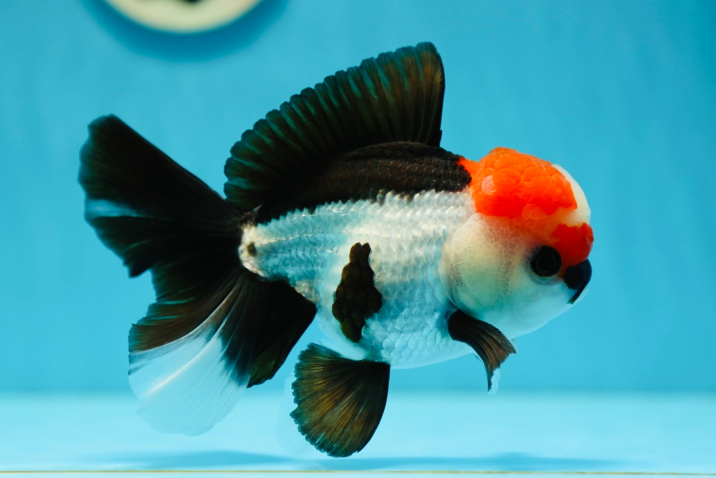 Tricolor Oranda Male 5 inches #0707OR_19