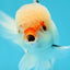 Red White Oranda Male 5 inches #0707OR_18