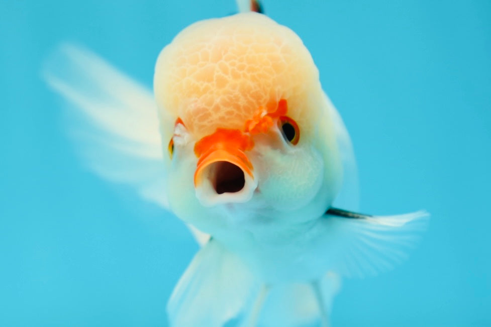 Oranda macho rojo y blanco de 5 pulgadas #0707OR_18