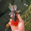 A Grade Tricolor Oranda Male 4.5 inches #0616_03