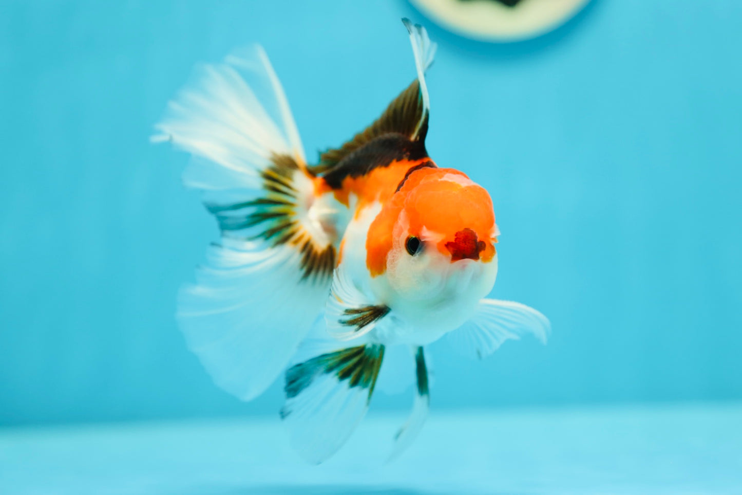 Oranda tricolor macho de grado A de 4,5 a 5 pulgadas n.° 0623OR_11