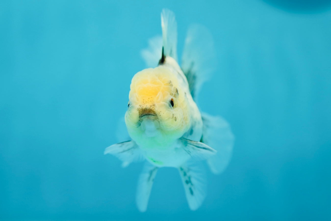 Oranda hembra de cabeza de limón mate de 3,5 a 4 pulgadas n.º 0609OR_18