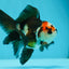 Tricolor Oranda Male 4 inches #0623OR_13