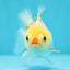 Lemonhead Pom Pom Red White Yuanbao Male 4 inches #0707YB_10