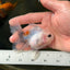 Granite Button Eyes Oranda Male 3.5 inches #0721OR_28