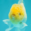 Lemonhead Granite Oranda Male 3.2-3.5 inches #0526OR_05