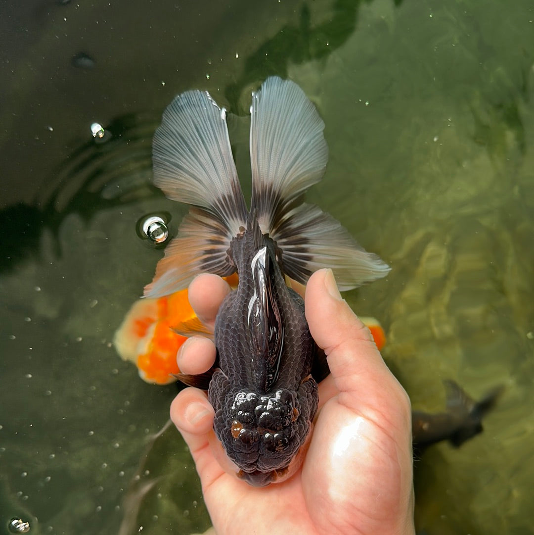 Panda Oranda Femelle 5,5 pouces #0623OR_10