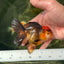 Tricolor Oranda Female 4 inches #0623OR_07