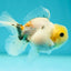 Lemonhead Oranda Female 3.5 inches #0526OR_18