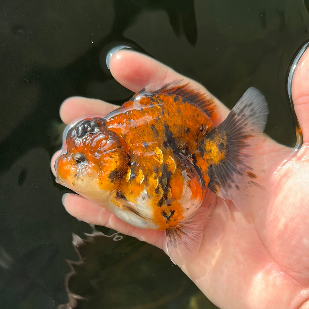 Femelle Yuanbao de tigre épais de qualité AAA 4 à 4,5 pouces #0721YB_02