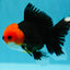 AAA Grade Tricolor Oranda Male 4.5-5 inches #0616_07