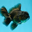 Black Oranda Male 3.5 inches #0629OR_15