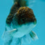 A Grade Kirin Oranda Male 3.5 inches #0721OR_35