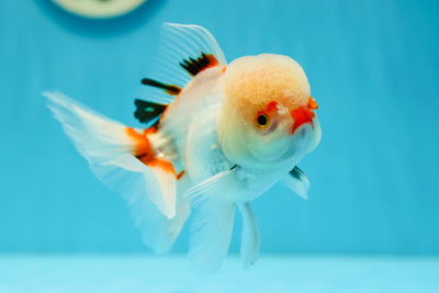 Oranda macho rojo y blanco de 5 pulgadas #0707OR_18