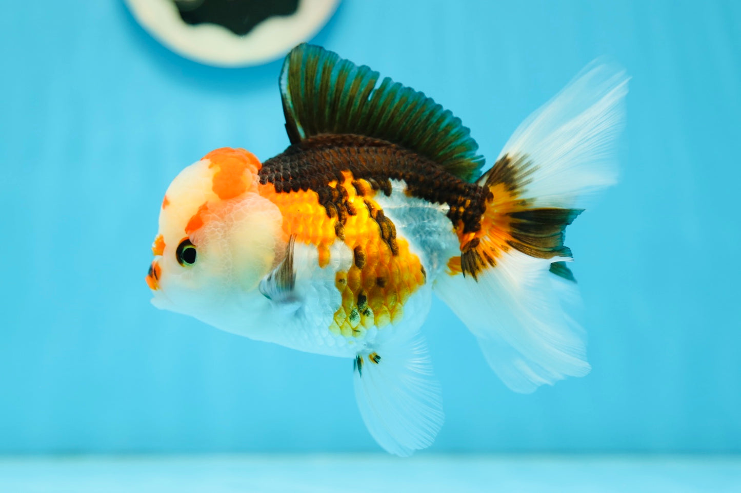 AAA Grade Tricolor Female 4.5-5 inches #0727OR_08