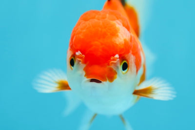 Oranda hembra roja y blanca de 4,5 pulgadas #0629OR_08