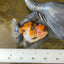 Calico Oranda Female 3.2 inches #0526OR_10