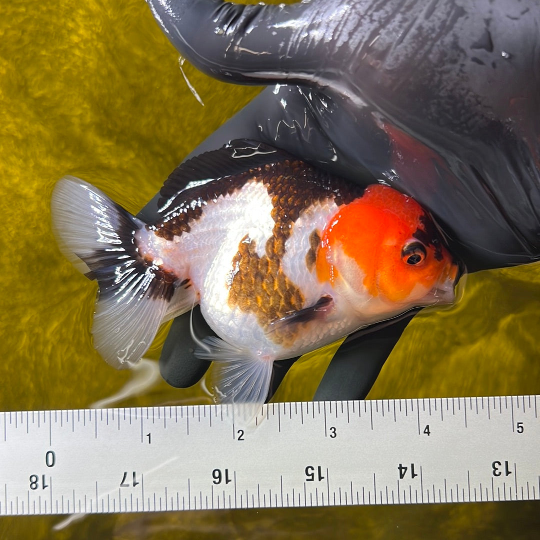 Red Head Tricolor Yuanbao Female 4 inches #0428YB_13