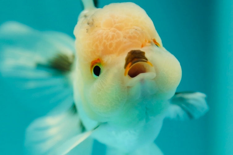 A Grade Bulldog Tricolor Oranda Male 4 inches #0428OR_20