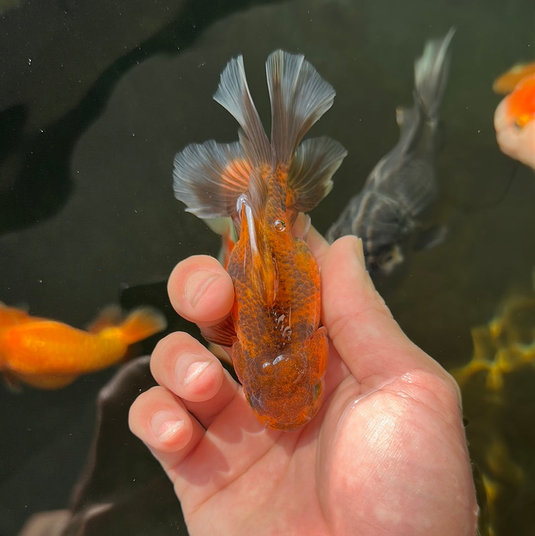 Tiger Oranda Female 4 inches #0721OR_27