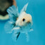 Granite Button Eyes Oranda Male 3.5 inches #0721OR_28