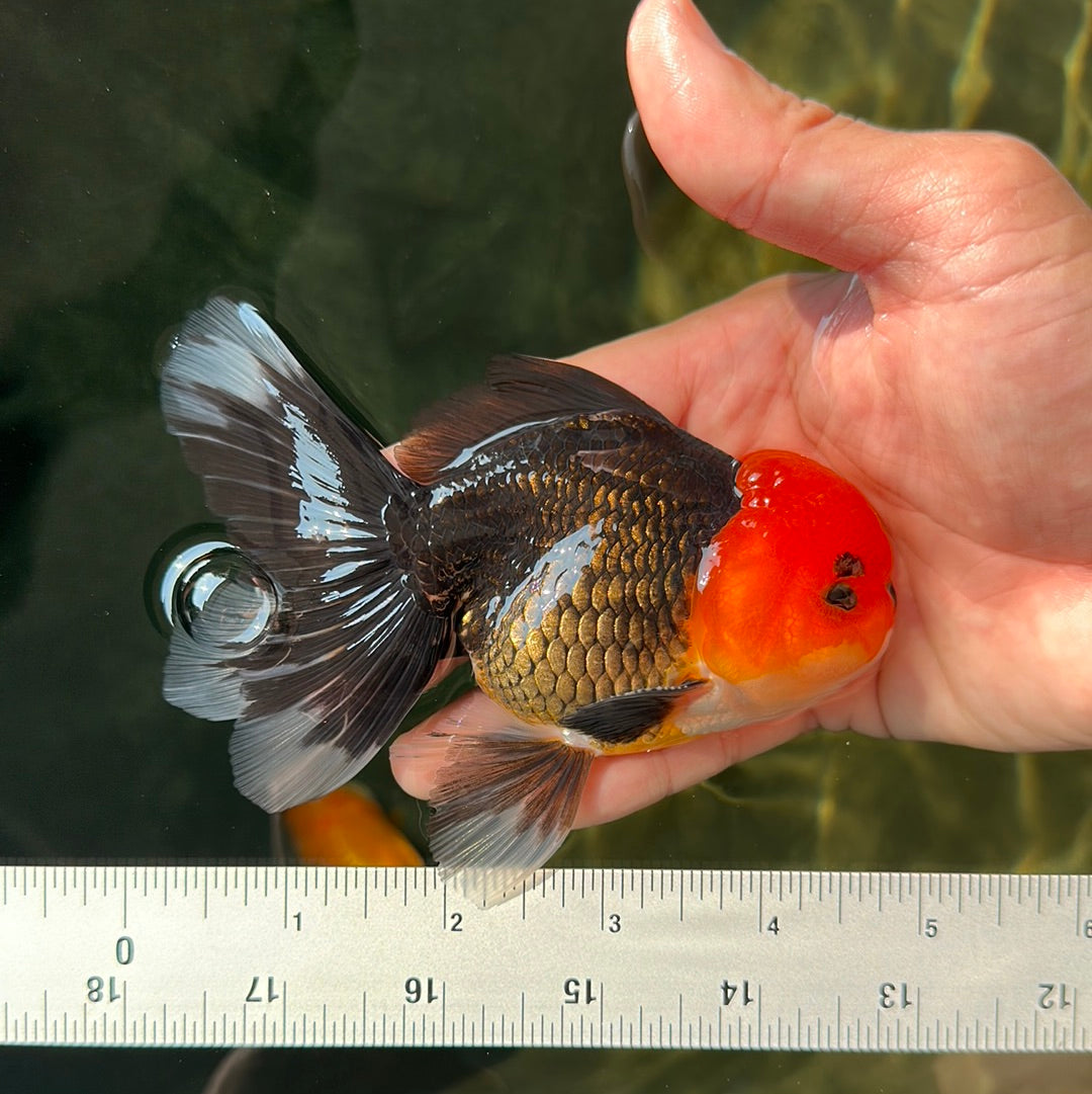 AAA Grade Tricolor Oranda Male 4.5-5 inches #0616_07