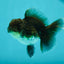 Kirin Oranda Male 3.5-4 inches #0721OR_32