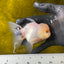 Bulldog tricolor oranda macho de 4 pulgadas, grado A, n.° 0428OR_20