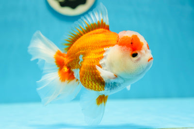 Oranda macho rojo y blanco de grado A de 5,5 a 6 pulgadas n.° 0707OR_18