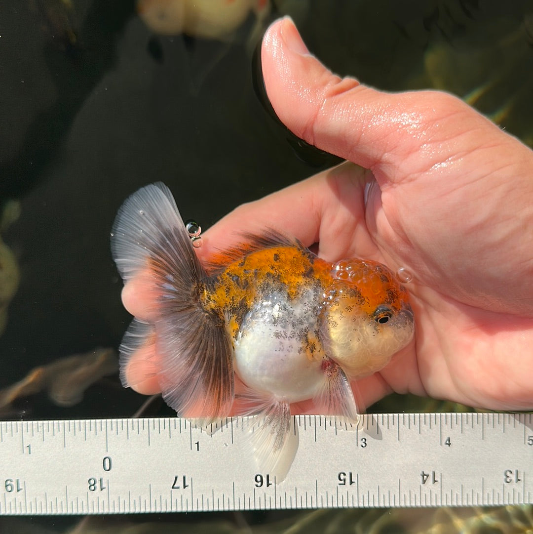 Calico Oranda Mâle 3,5 pouces #0707OR_23