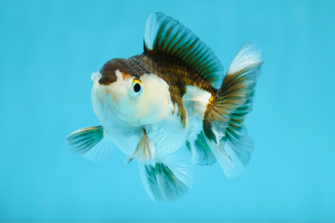 Panda Oranda Mâle 3,5 pouces #0728OR_30