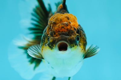 A Grade Tiger Oranda  Female 4 inches #0616OR_20