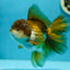 A Grade Lavender Oranda Female 5.5 inches #0707OR_15