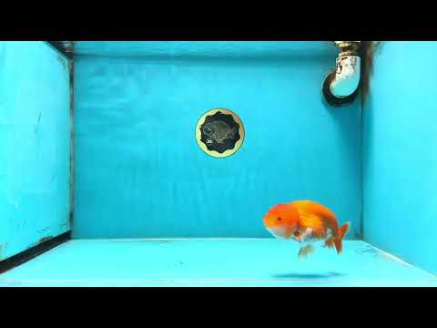 SUPER CUTE AAA Grade Red White LionQueen 4 inches #101725LC_12