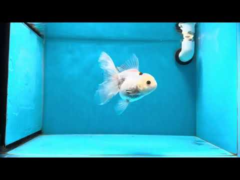 A Grade White Oranda Female 5.5 inches #021425OR_22